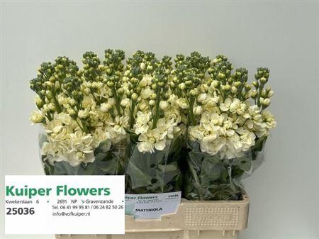 <h4>Matth Mathild Yellow</h4>