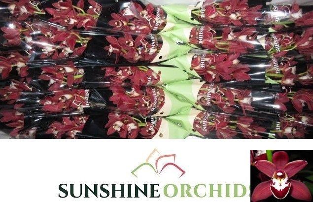 <h4>CYMB MI KIRSTEN</h4>