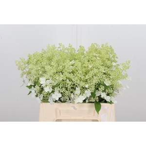 Hydrangea Pan Kyushu
