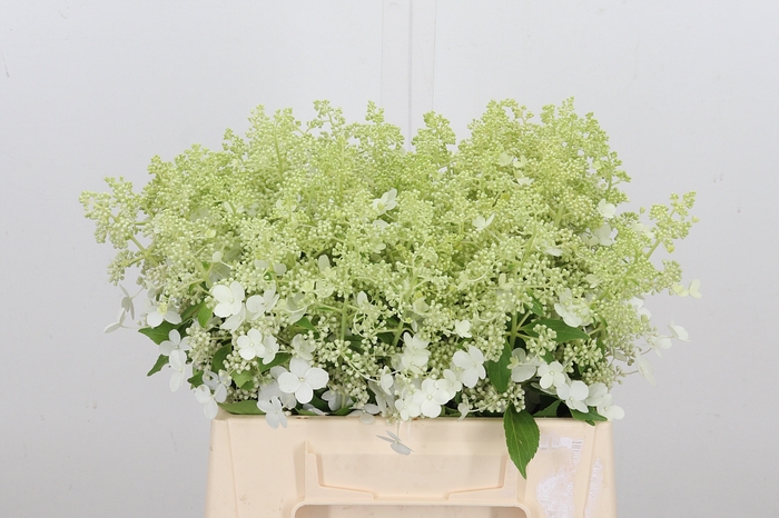 <h4>Hydrangea Pan Kyushu</h4>