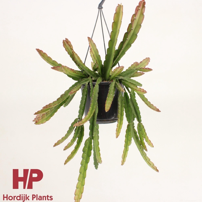 <h4>Lepismium cruciforme 'Red Tip'</h4>