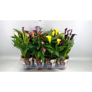 Zantedeschia   ...mix 6