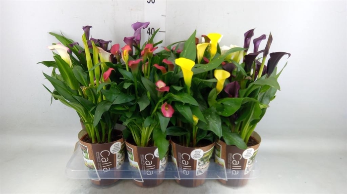 <h4>Zantedeschia   ...mix 6</h4>