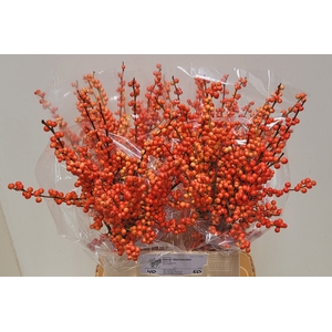 ILEX VE OUDIJ ORANGE