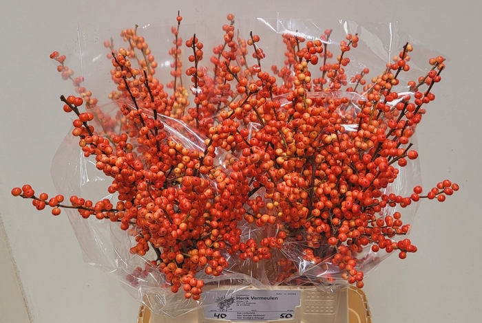 <h4>ILEX VE OUDIJ ORANGE</h4>
