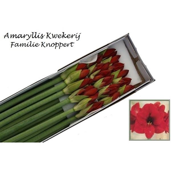 <h4>HIPP GA RED LION 18</h4>