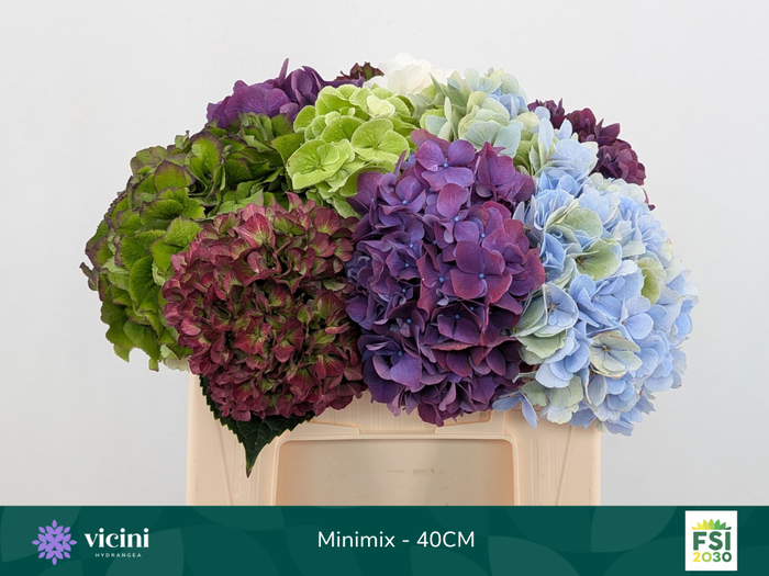 <h4>Hydr Mini Mix 40 cm Vicini</h4>