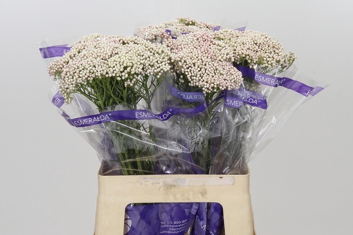 <h4>Ozothamnus Cooks Pink</h4>