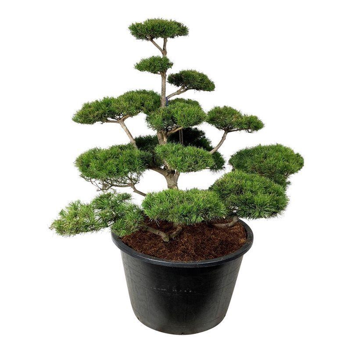 <h4>Pinus contorta</h4>
