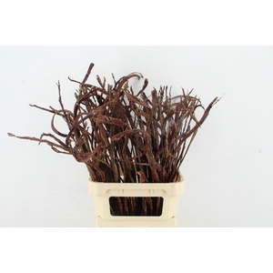 SALIX SEKKA BANDWILG