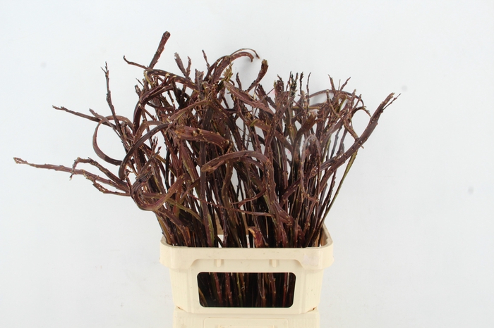 <h4>SALIX SEKKA BANDWILG</h4>