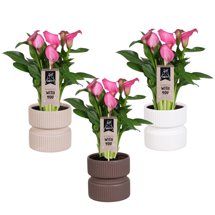 <h4>Zantedeschia Zazu Calla roze in Athene keramiek</h4>