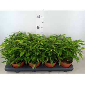 Ficus benja. 'Green Kinky'