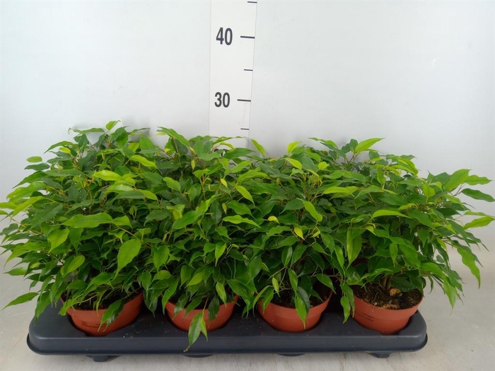 <h4>Ficus benja. 'Green Kinky'</h4>