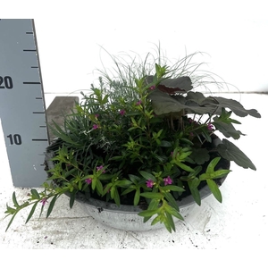 VASTE PLANTEN OV