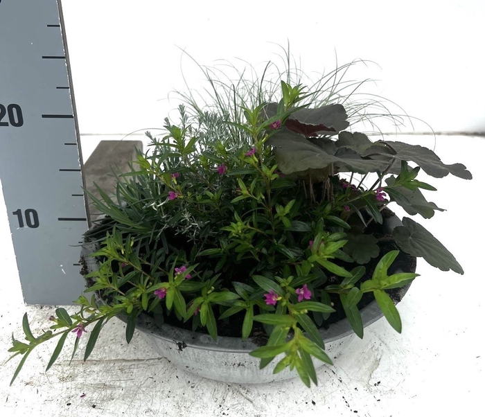 <h4>VASTE PLANTEN OV</h4>