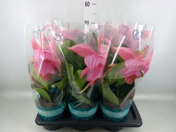 <h4>Medinilla magn. 'Flamenco'</h4>