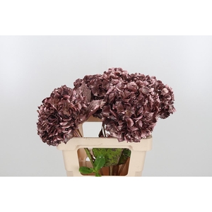 Hydrangea Kl Bh Rose Goud