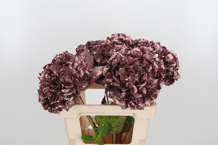 <h4>Hydrangea Kl Bh Rose Goud</h4>