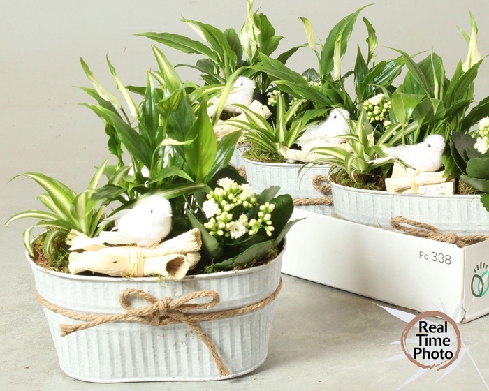 <h4>ARR KAMERPL</h4>