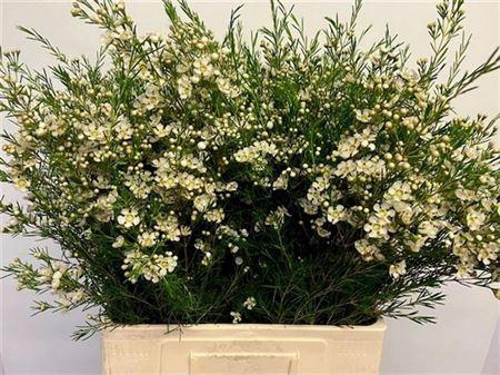 <h4>Chame Un Ofir 70cm</h4>