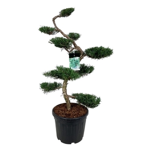 Juniperus virg. 'Grey Owl'