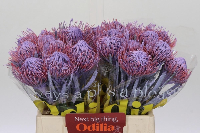 <h4>LEUCO NAOMI KLB H%</h4>