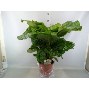 Calathea orbifolia