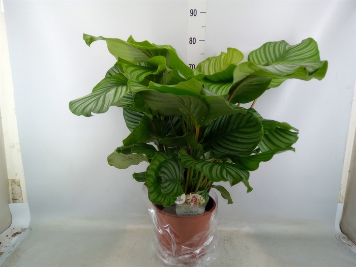 <h4>Calathea orbifolia</h4>