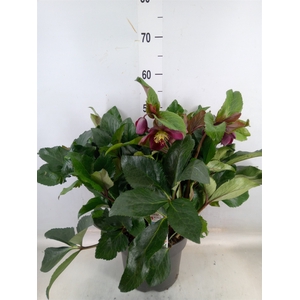 Helleborus   ...