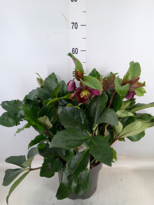 <h4>Helleborus   ...</h4>
