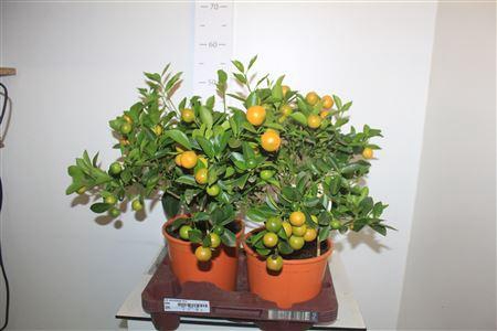 <h4>Citr Microcarpa 15+</h4>