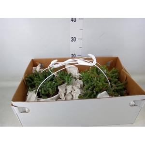 Crassula marnieriana