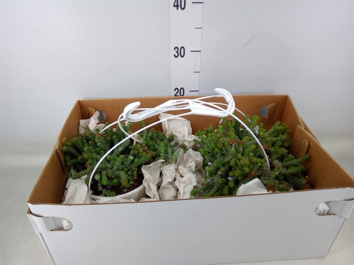 <h4>Crassula marnieriana</h4>