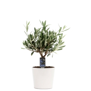 Olea Olijf in Keramiek Roma wit