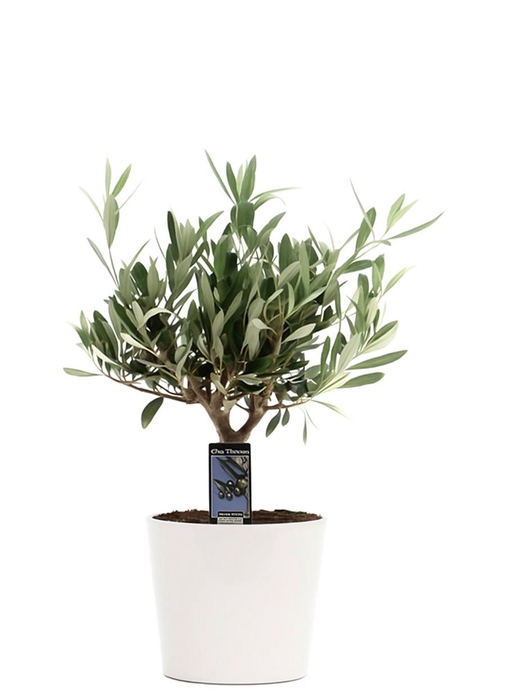 <h4>Olea Olijf in Keramiek Roma wit</h4>