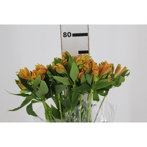 ALSTROEMERIA GYPSY 080 CM LARANJA