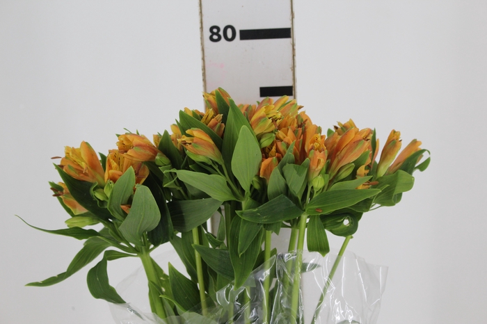 <h4>ALSTROEMERIA GYPSY 080 CM LARANJA</h4>