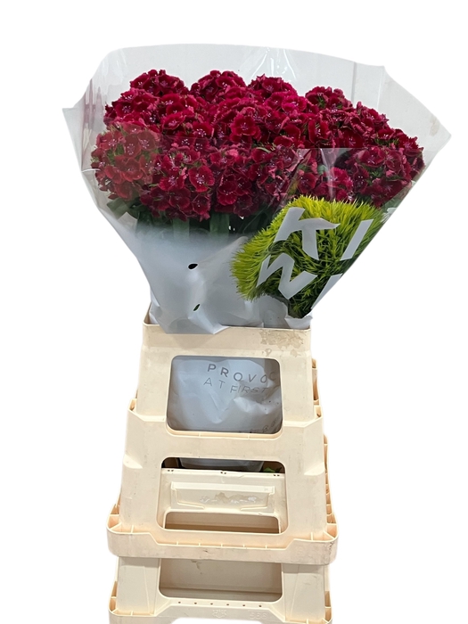 <h4>DI BARB KIW DARK RED</h4>