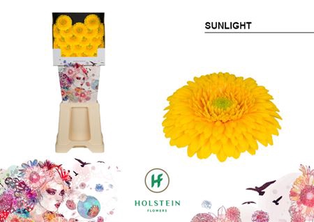 <h4>Ge Bv Diamond Gerponi Sunlight</h4>