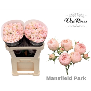 R TR MANSFIELD PARK