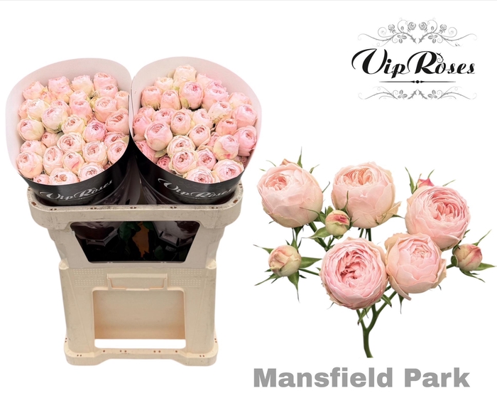 <h4>R TR MANSFIELD PARK</h4>