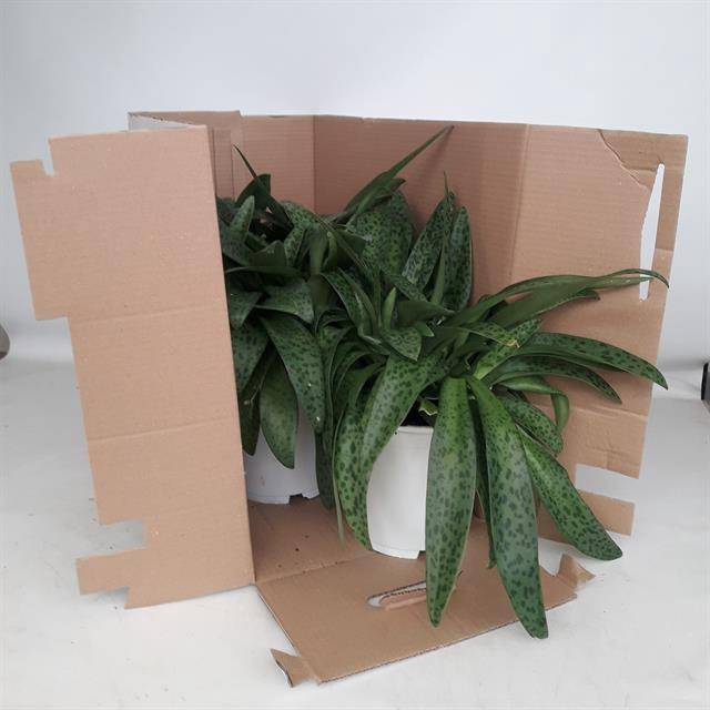 <h4>DRIMIOPSIS MACULATA</h4>