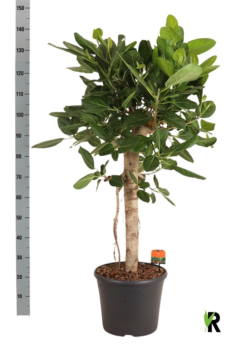 <h4>FICUS BENG AUDREY</h4>
