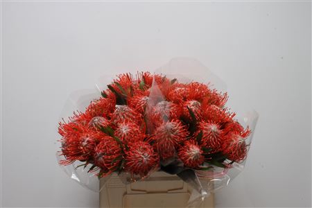 <h4>Leuco Tango</h4>