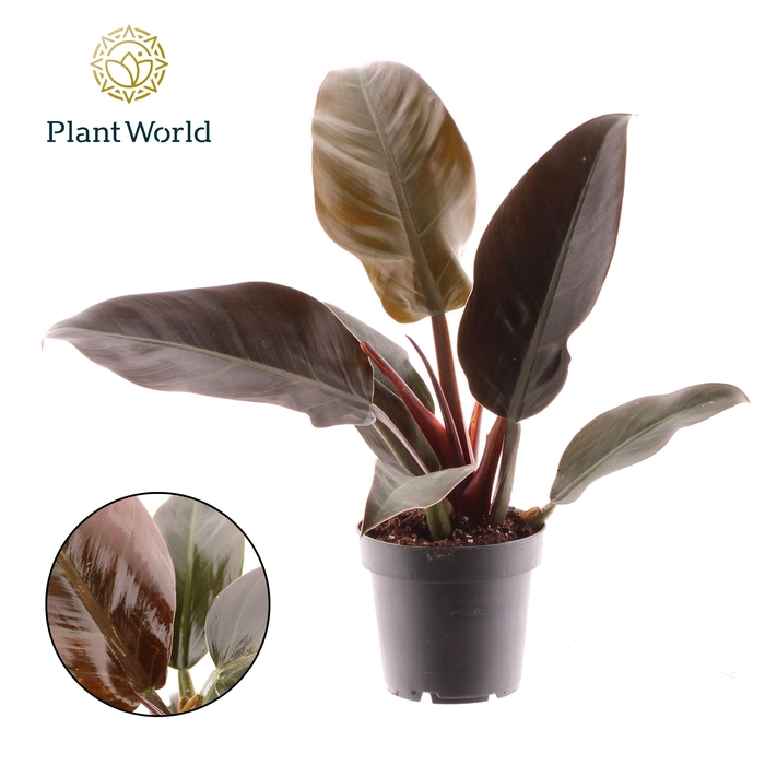 <h4>Philodendron Imperial Red</h4>