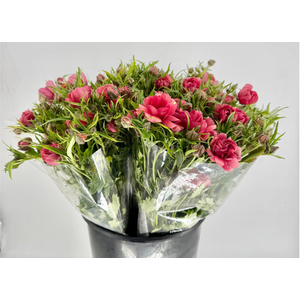 Ranunculus Moderna Energia