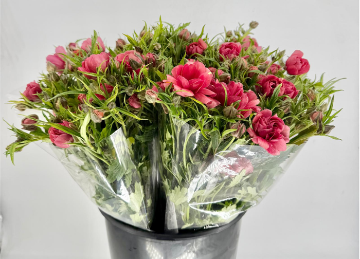 <h4>Ranunculus Moderna Energia</h4>