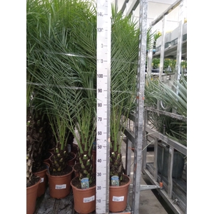 Phoenix roebelenii