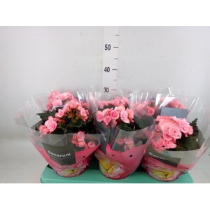 Begonia elat. DU 'Move2Joy Pink'